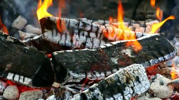 Carbón caliente y leña en la fogata en verano — Vídeo de stock