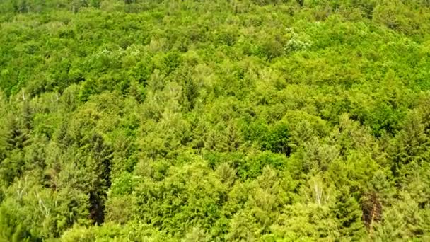 Bosco verde in estate, veduta aerea della Polonia — Video Stock