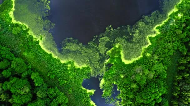 Luftfoto af grøn skov og flod i Tuchola naturpark, Polen – Stock-video