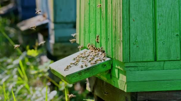 Färgglada trä bikupor i sommarträdgården, Polen — Stockvideo