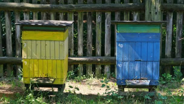 Colmenas de madera con abejas, Polonia en verano — Vídeo de stock