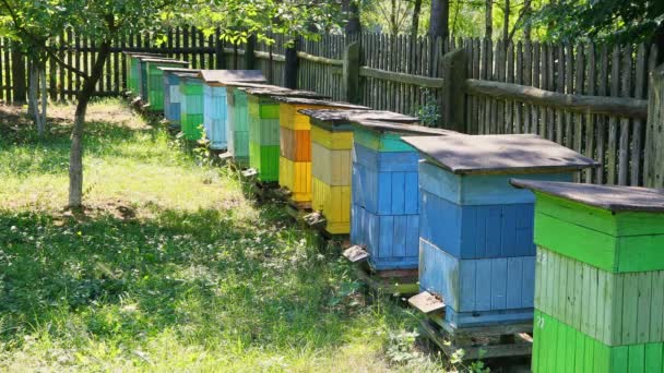 Pocas colmenas en día soleado en verano, Polonia — Vídeos de Stock