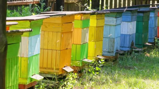 Ecologische bijenkorven met bijen op het platteland, Polen in de zomer — Stockvideo
