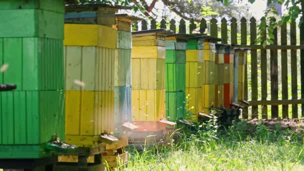Naturliga bikupor i soliga dagar på sommaren, Polen — Stockvideo