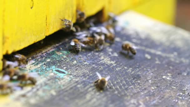 Крупный план пчел входит в пчелиный улей в летний день, Польша — стоковое видео