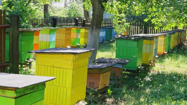 Güneşli bahçede doğal ve ahşap arı kovanları, Polonya — Stok video
