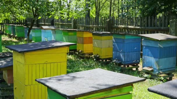 Colmenas de madera hechas a mano en el jardín de verano, Polonia — Vídeos de Stock