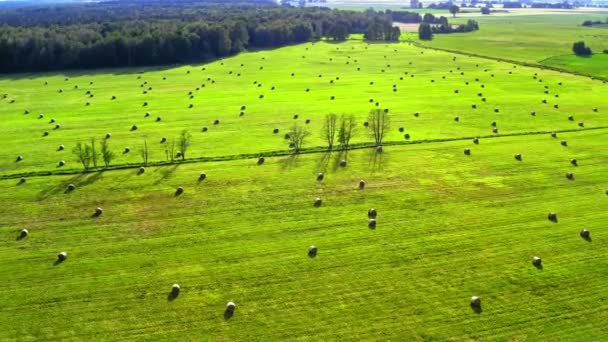 Bainhas de feno no campo verde no verão na Polônia — Vídeo de Stock