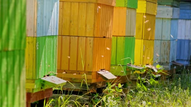 Ökologische und nadmade Bienenstöcke mit Bienen in der Landschaft, Polen — Stockvideo