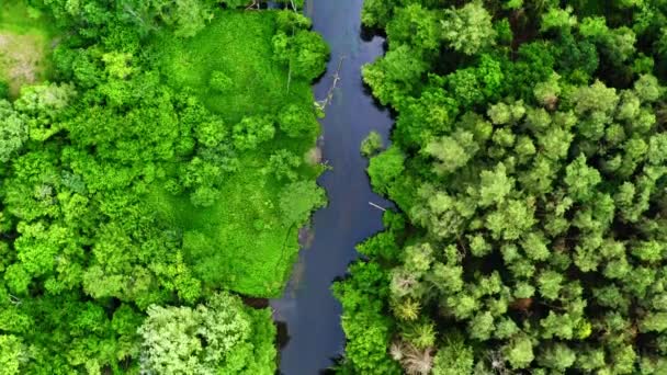 Vecchia foresta verde e fiume, vista aerea della Poloniain estate, parco nazionale di Tuchola — Video Stock