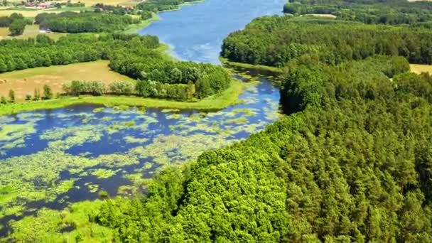 Маленькая река, озеро и зеленый лес в природном парке Тухола, Польша, летом сверху — стоковое видео