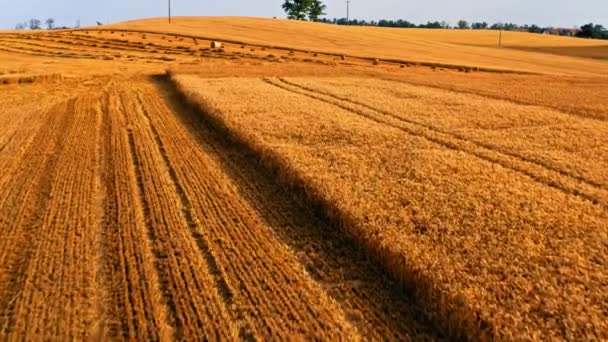 Rundballenpresse auf gelben Feldern im Sommer, Polen — Stockvideo