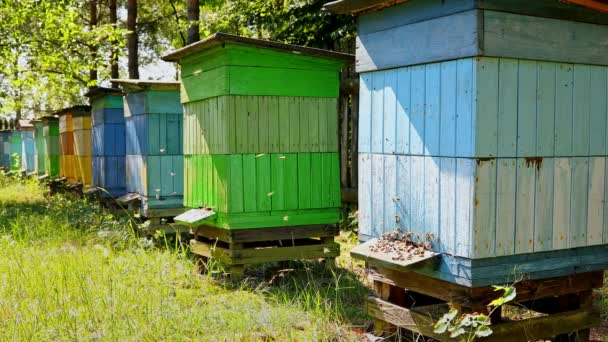 Улья с пчелами в сельской местности, Польша летом, Европа — стоковое видео