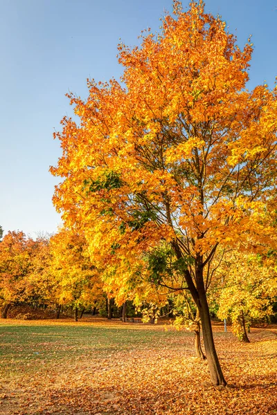 Bosque de oro en el otoño en la soleada Polonia — Foto de Stock