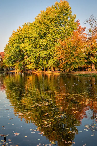 Increíble y colorido bosque en otoño en Polonia — Foto de Stock