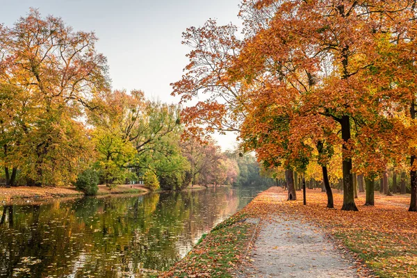 Коричневый и чудесный осенний лес Европы — стоковое фото