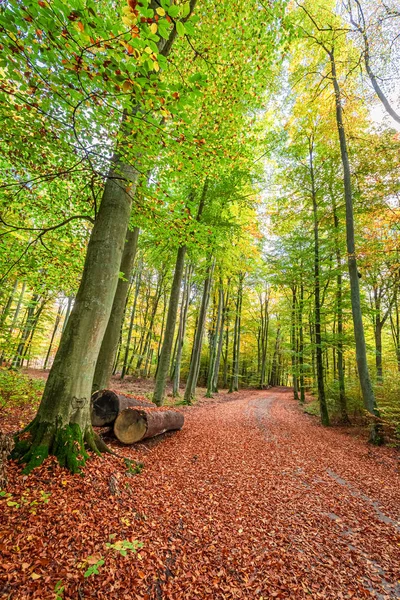 유럽의 숲에서 화려하고 아름다운 가을 — 스톡 사진