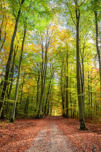 유럽의 가을에 놀랍고 다채로운 숲 — 스톡 사진