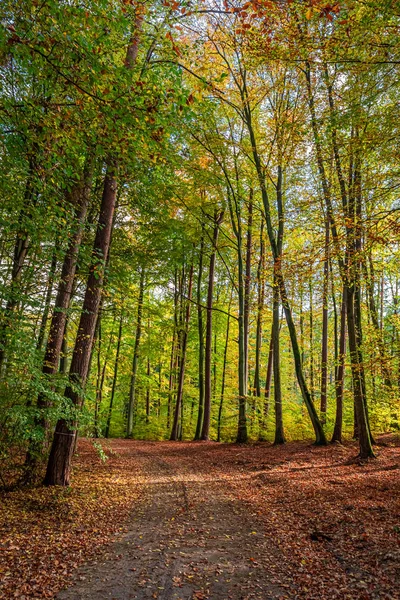 Úžasný a barevný podzim v lese v Polsku — Stock fotografie
