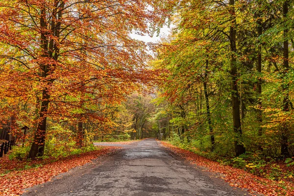 Route et or automne dans la forêt en Pologne — Photo