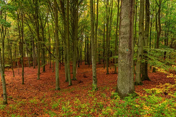 Floresta de outono marrom e incrível na Polônia — Fotografia de Stock