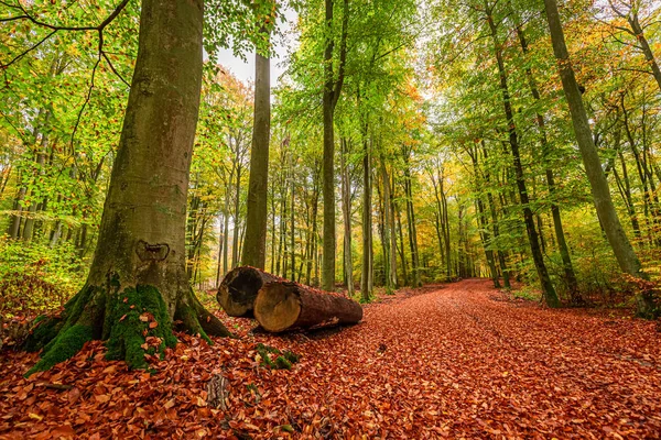 Ouro e bela floresta no outono na Europa — Fotografia de Stock
