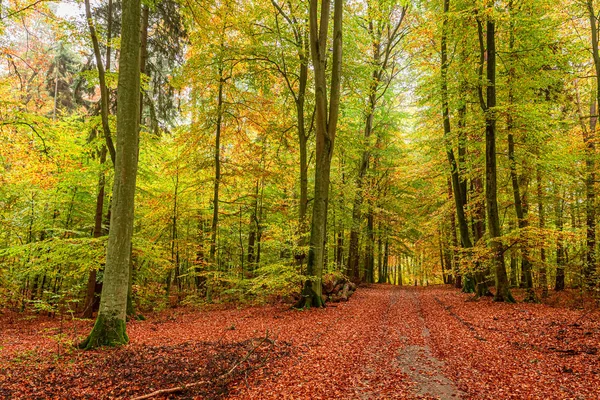 Colorful and stunning forest in the autumn in Europe — Stock Photo, Image
