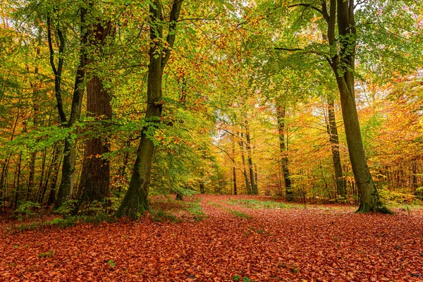 Avrupa 'da ormanda şaşırtıcı ve kahverengi sonbahar — Stok fotoğraf