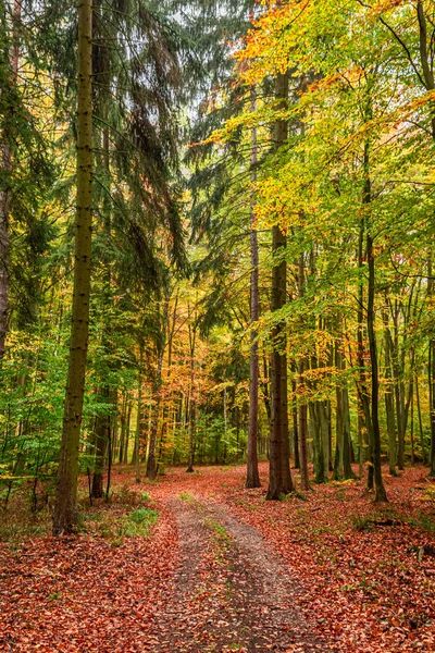 Polonya 'da inanılmaz ve güneşli Sonbahar Ormanı — Stok fotoğraf
