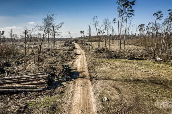 Fruktansvärd avskogning, avverkning, miljöförstöring, från ovan Polen — Stockfoto