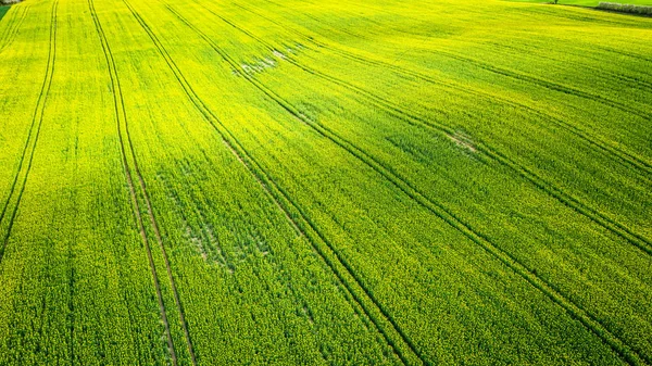 Yellow rape fields in the summer, aerial view of Poland — Stock Photo, Image