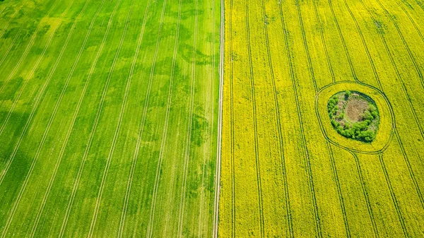 Campos de colza amarelos e verdes, vista aérea da Polónia — Fotografia de Stock