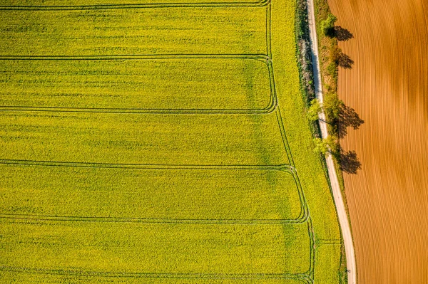 Campos de colza amarelos no campo, vista aérea da Polónia — Fotografia de Stock