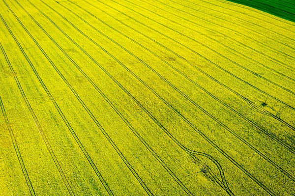 Campos verdes de colza e turbina eólica, vista aérea da Polónia — Fotografia de Stock