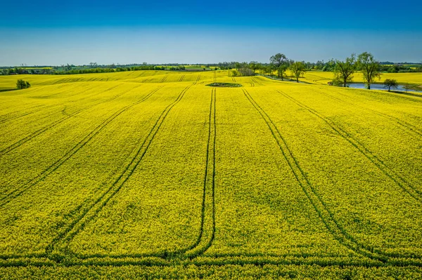 Voando sobre campos de colza amarelos na primavera, de cima — Fotografia de Stock
