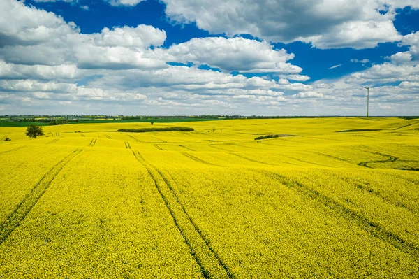 Gele verkrachtings velden met blauwe lucht, luchtfoto van Polen — Stockfoto