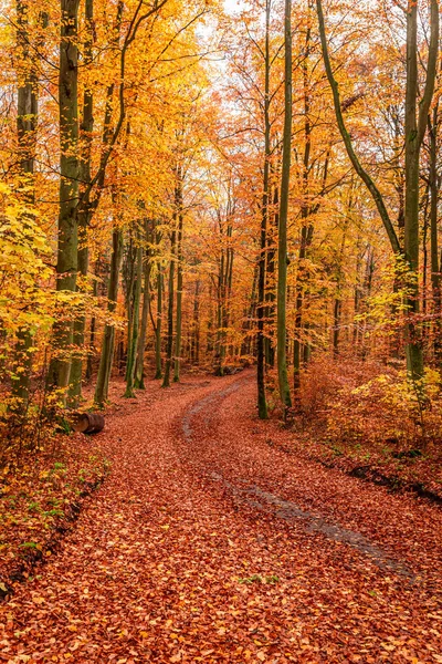 Bosque colorido e impresionante en el otoño en Polonia — Foto de Stock