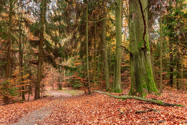 Floresta de outono colorida e deslumbrante na Polônia — Fotografia de Stock