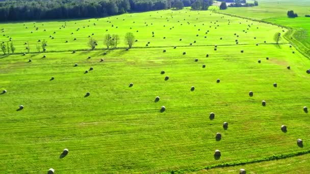 Sheaves z siana na zielonym polu w lecie w Polsce, widok z lotu ptaka — Wideo stockowe
