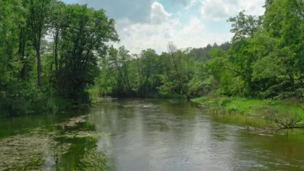 Krásná řeka a zelený Les v létě Polsko, letecký výhled, národní park Tuchola — Stock video