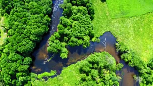 Vista superior del viejo bosque verde y el río en Polonia, vista aérea, parque nacional de Tuchola — Vídeos de Stock