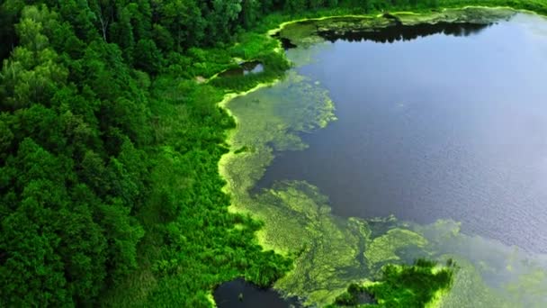 Úchvatné zelené jezero a řeka, letecký pohled na léto Polsko, národní park Tuchola — Stock video
