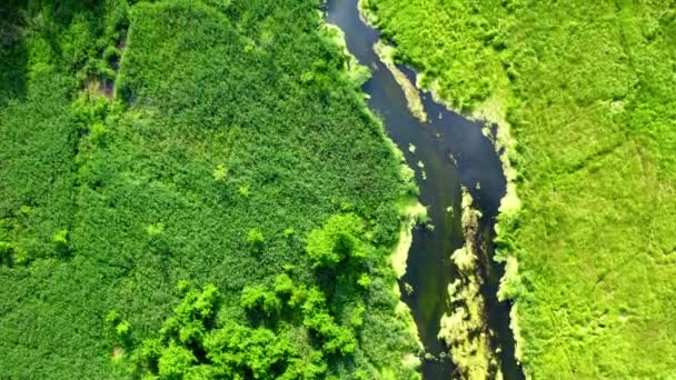 Vista superior del bosque y el pequeño río, parque natural de Tuchola, Polonia en verano — Vídeo de stock