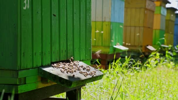 Close-up van houten bijenkorven en vliegende bijen in de tuin, Polen — Stockvideo