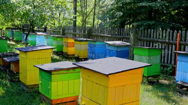 Bijenkorven in zonnige dag in zomertuin, Polen — Stockvideo