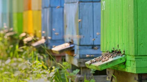 Closeup de colmeias coloridas no jardim de verão, Polônia — Vídeo de Stock