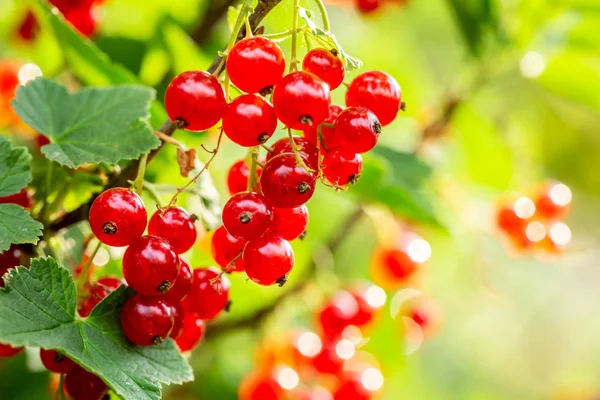 Redcurrant on bush in garden in summer sunny day — Stock Photo, Image