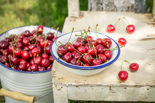 Red and fresh sweet cherries in a summer garden — Stock Photo, Image