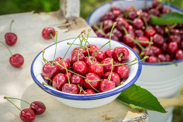 Cerezas frescas y dulces en un jardín de verano — Foto de Stock