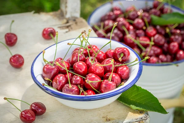 Cerises fraîches et douces dans un jardin d'été — Photo